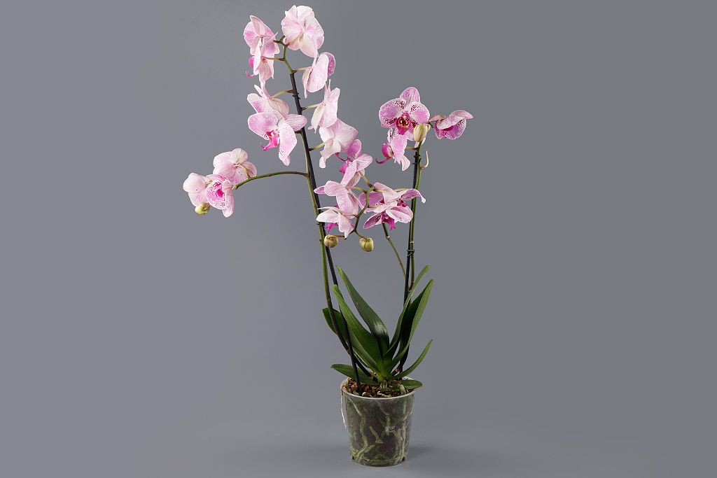Орхидея Фаленопсис бело-розовая (2 ствола) от СоюзЦветТорг