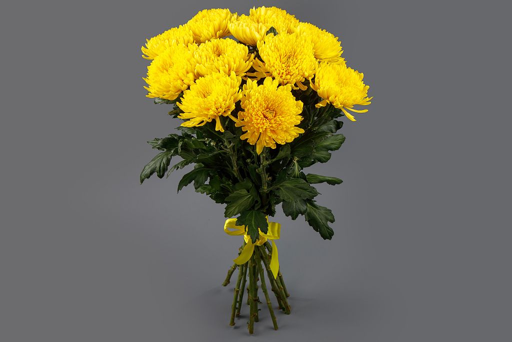 Букет из 11 желтых хризантем Сингл от СоюзЦветТорг