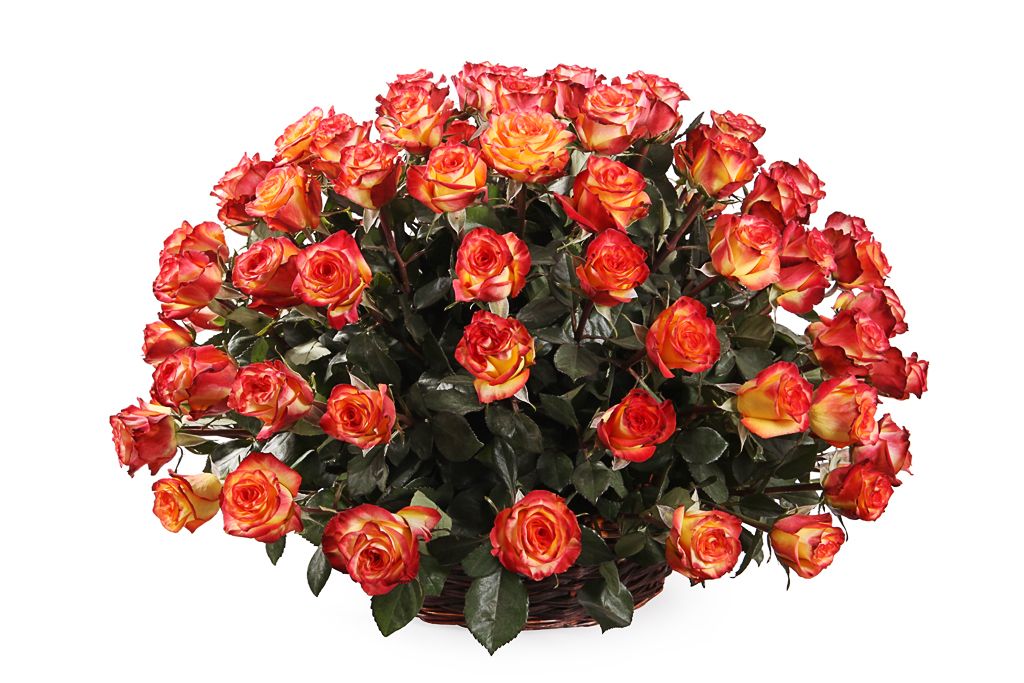 Букет 101 роза Хай Мэджик в корзине от СоюзЦветТорг