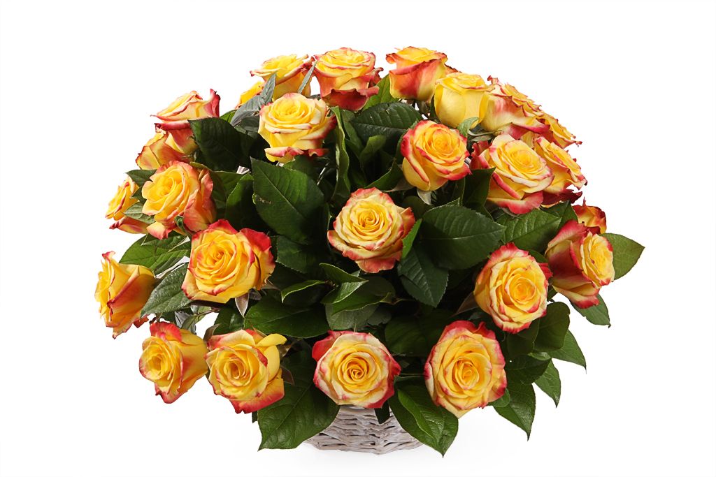 Букет 35 роз Хай Еллоу в корзине от СоюзЦветТорг