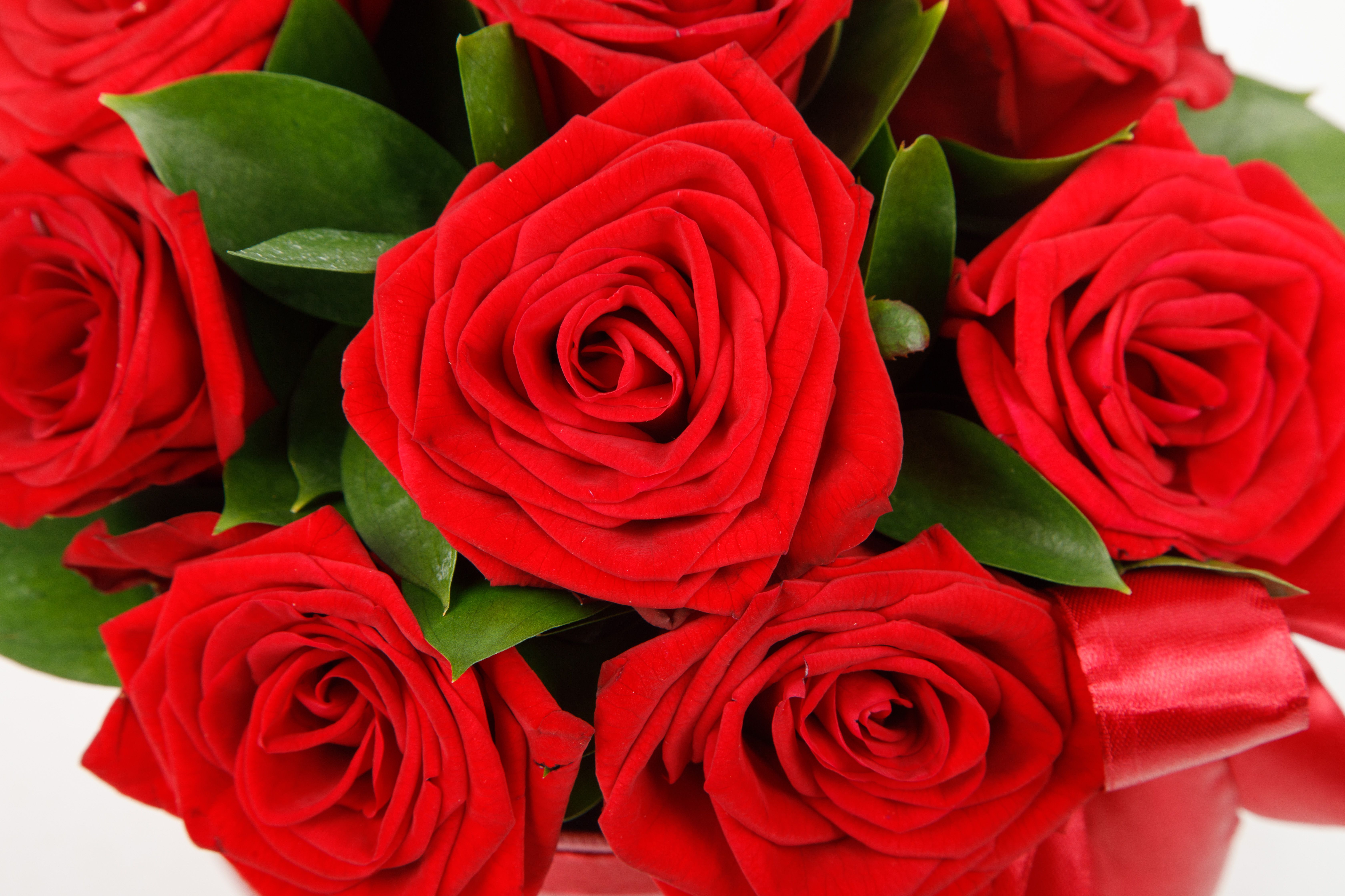 Ли 9 красный. Девять красных роз. Букет красных роз НГ. Букет роз "поцелуй". Красные розы Инне на день рождения.