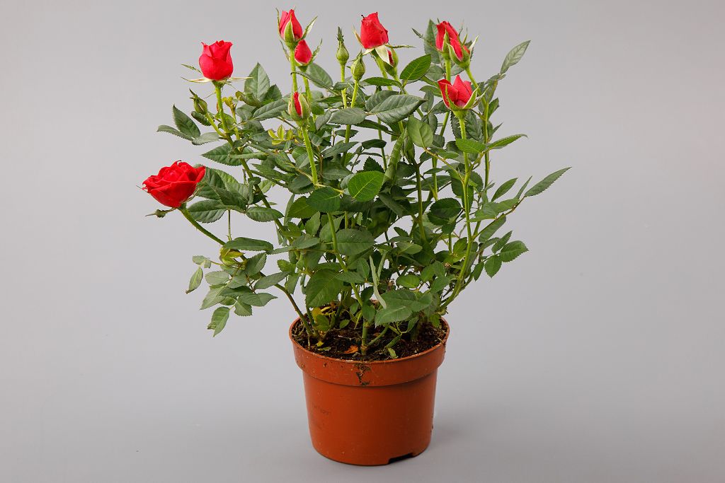 Кустовая роза в горшке (красная) от СоюзЦветТорг