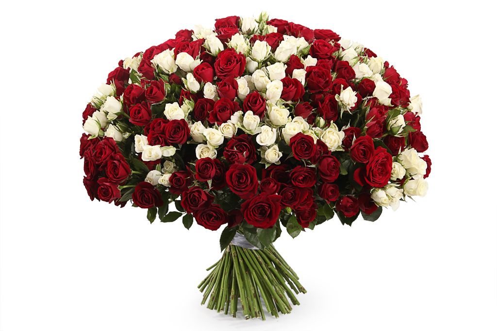 Букет 101 кустовая роза, красно-белый микс от СоюзЦветТорг