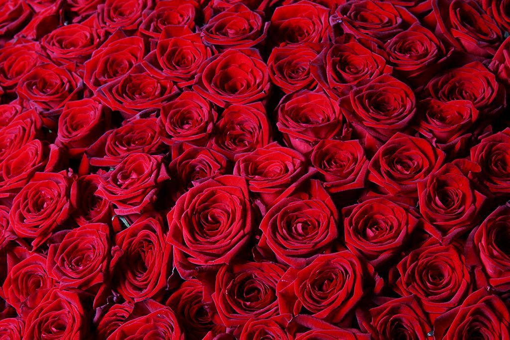Букет 1001 роза в корзине купить за 102 190 руб с доставкой по Москве в  интернет-магазине «СоюзЦветТорг»