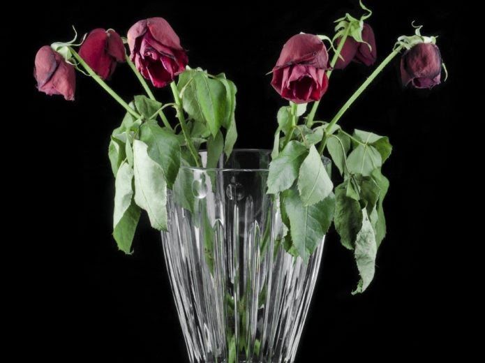 Как реанимировать розы в вазе