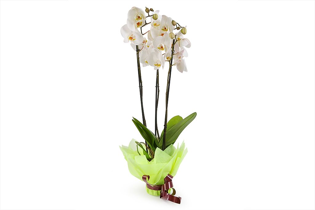 Орхидея Фаленопсис белая (3 ствола) от СоюзЦветТорг