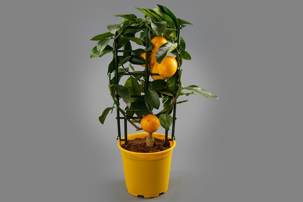 Лимон (растение) в горшке от СоюзЦветТорг