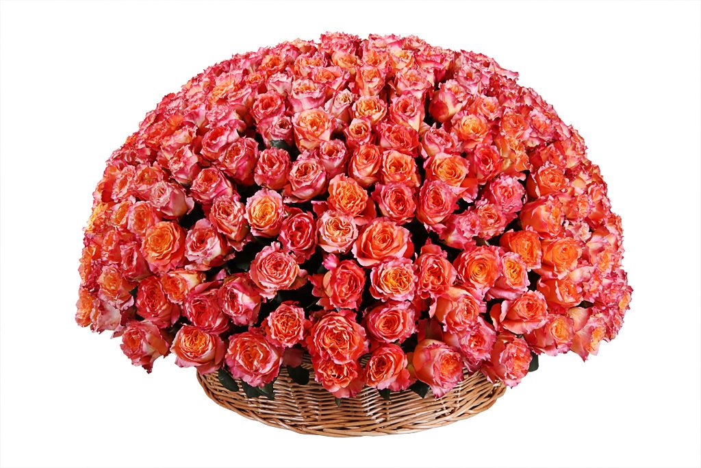 Букет 301 роза Фри Спирит в корзине от СоюзЦветТорг