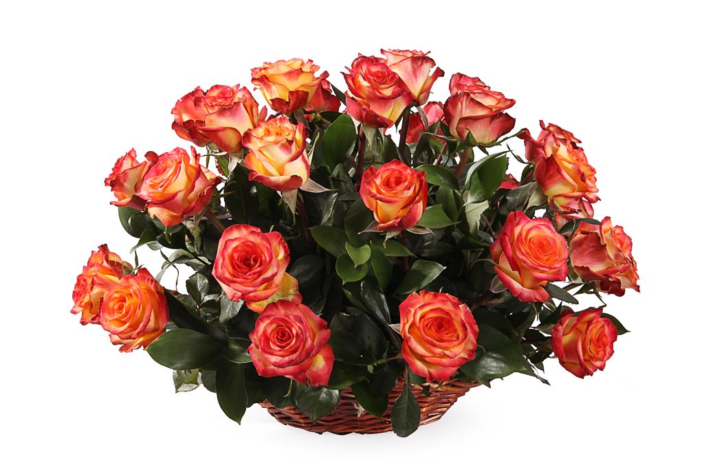 Букет 35 роз Хай Мэджик в корзине от СоюзЦветТорг