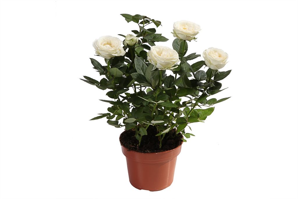 Кустовая роза в горшке (белая) от СоюзЦветТорг