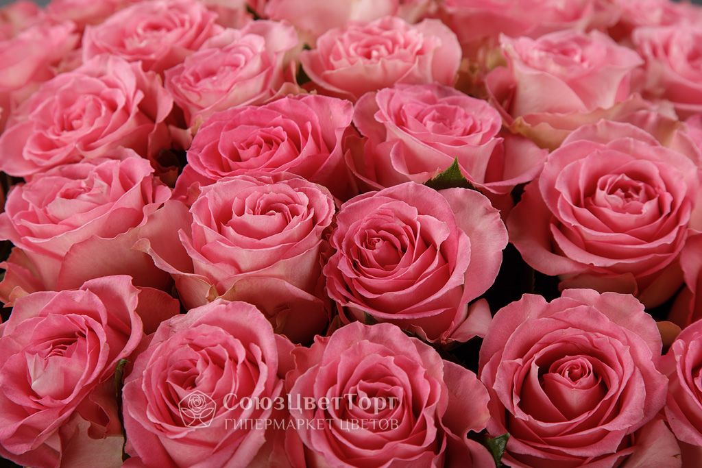 Букет 51 роза Свит Юник купить по цене 16 090 руб | Круглосуточная доставка  в Москве — СоюзЦветТорг