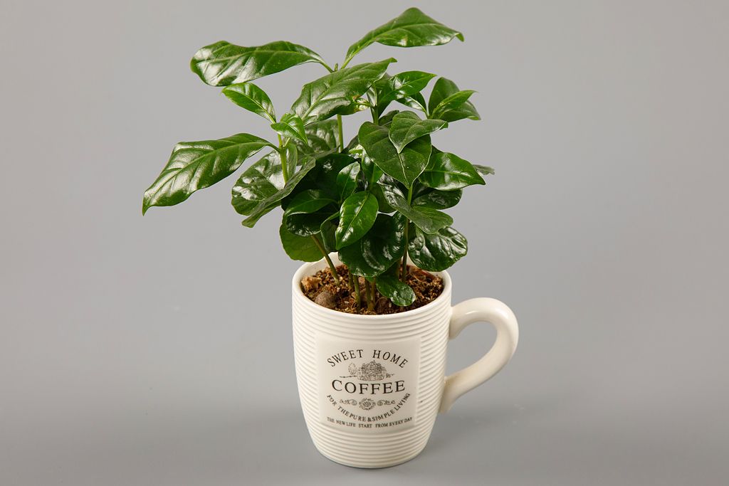 Кофе (растение) в горшке от СоюзЦветТорг