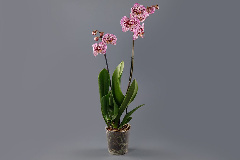 Орхидея Фаленопсис розовая (2 ствола) от СоюзЦветТорг