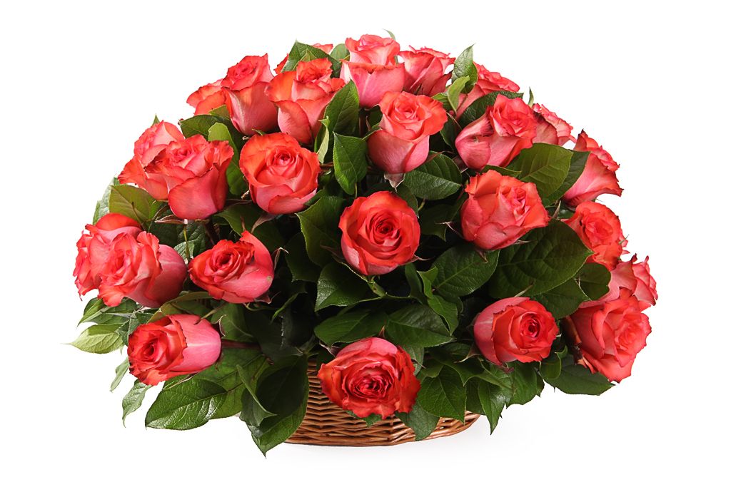 Букет 35 роз Игуана в корзине от СоюзЦветТорг