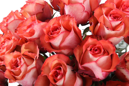 Букет 25 роз Игуана, коралловые Букет 25 роз Игуана, коралловые