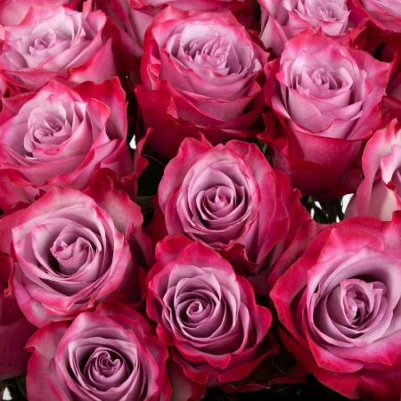 Букет 35 роз Дип Перпл (Эквадор), 60 см Букет 35 роз Дип Перпл (Эквадор), 60 см