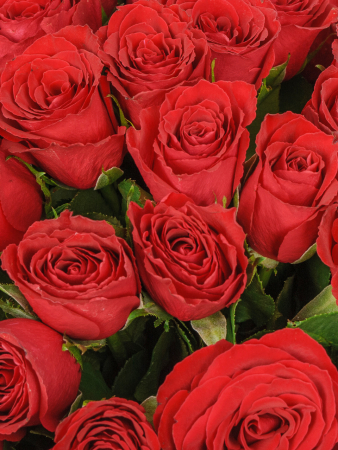 Букет из 51 розы Красный цвет страсти Букет из 51 розы Красный цвет страсти