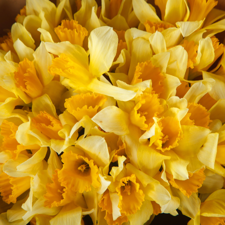 Букет нарциссов Весеннее золото Букет нарциссов Весеннее золото