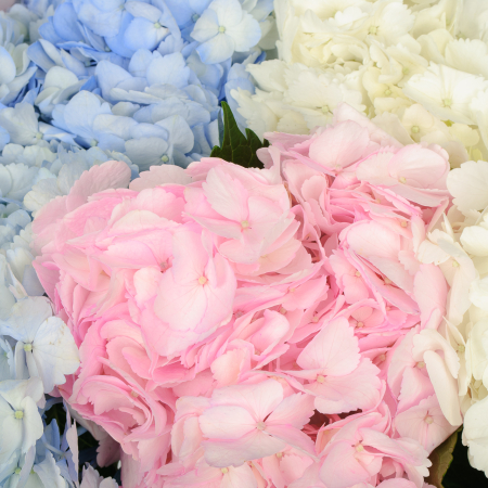 Букет 9 гортензий Цветочные облака Букет 9 гортензий Цветочные облака