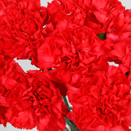 Букет Красный октябрь (10 гвоздик) Букет Красный октябрь (10 гвоздик)