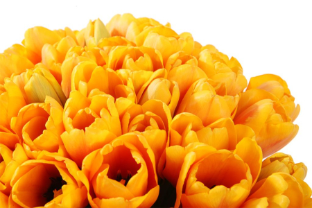 Букет 51 королевский тюльпан в коробке, рыжие Букет 51 королевский тюльпан в коробке, рыжие