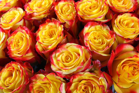 Букет 35 роз Хай Еллоу Букет 35 роз Хай Еллоу