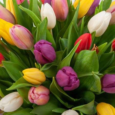 Букет 51 тюльпан в бежевой коробке Нежные объятия Букет 51 тюльпан в бежевой коробке Нежные объятия