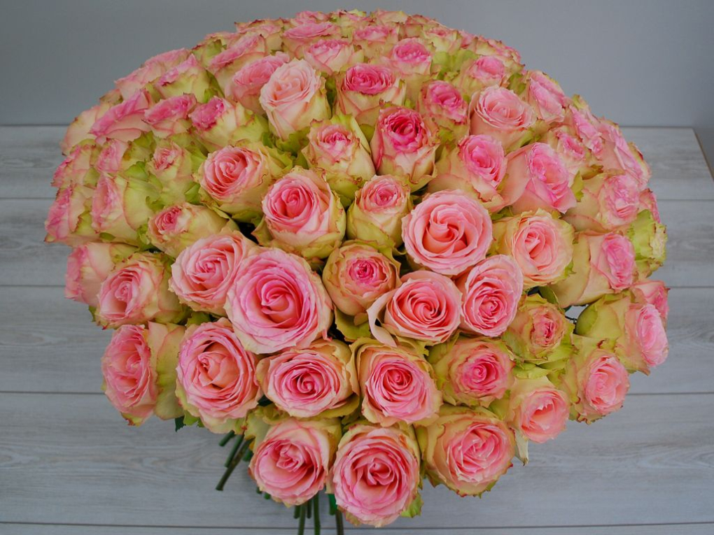 Букет 101 роза Эсперанс Букет 101 роза Эсперанс