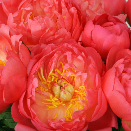 Букет 11 пионов В порыве чувств Букет 11 пионов В порыве чувств