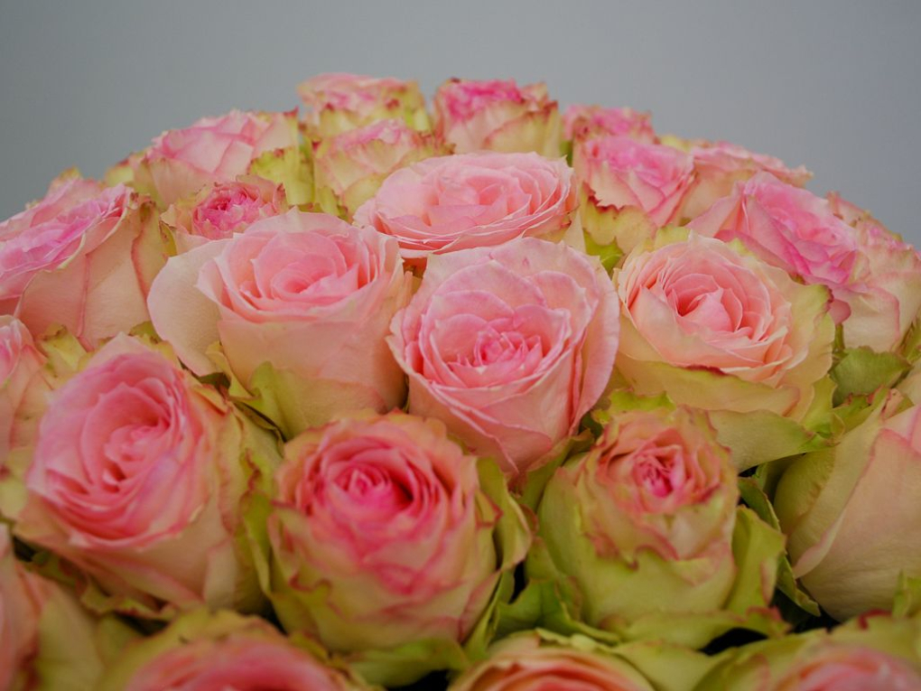 Букет 101 роза Эсперанс Букет 101 роза Эсперанс