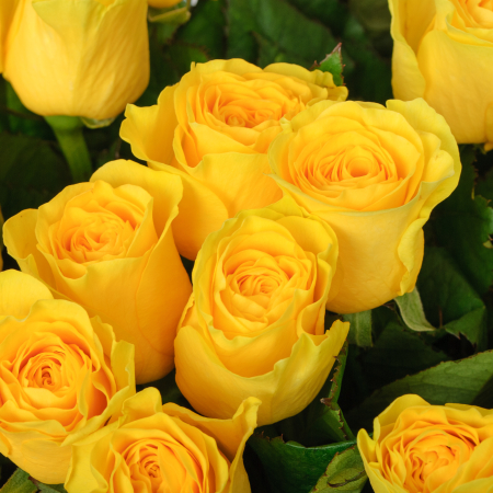 Букет 51 роза Илиос Букет 51 роза Илиос