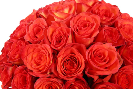 Букет 51 роза Хай Мэджик в шляпной коробке Букет 51 роза Хай Мэджик в шляпной коробке