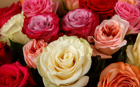 Букет из 35 роз Аморе мио Букет из 35 роз Аморе мио