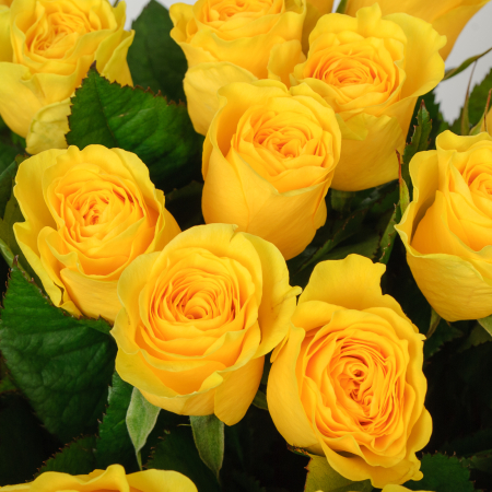 Букет 35 роз Илиос Букет 35 роз Илиос