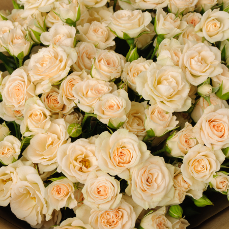 Букет из 19 кустовых роз Аврора Букет из 19 кустовых роз Аврора