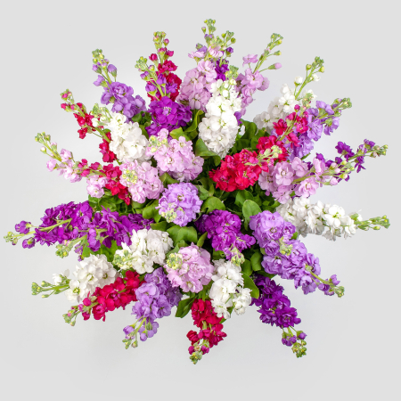 Букет из маттиолы Радостный всплеск Букет из маттиолы Радостный всплеск