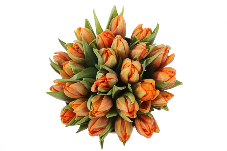 Букет 25 тюльпанов в коробке, оранжевые Букет 25 тюльпанов в коробке, оранжевые