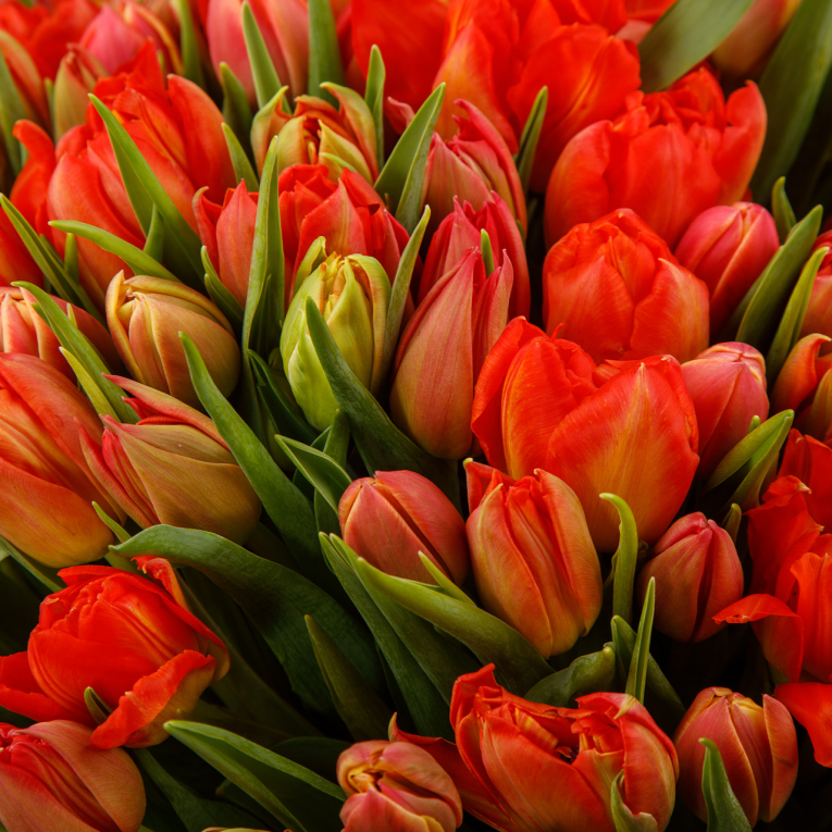 Букет 101 тюльпан, красно-оранжевые Букет 101 тюльпан, красно-оранжевые