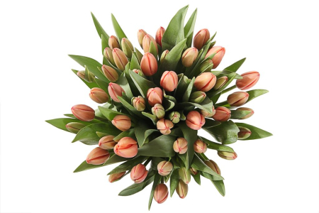 Букет 51 королевский тюльпан в голубой коробке, коралловые Букет 51 королевский тюльпан в голубой коробке, коралловые