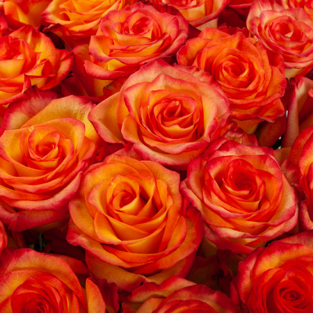 Букет 35 роз Хай Мэджик Букет 35 роз Хай Мэджик