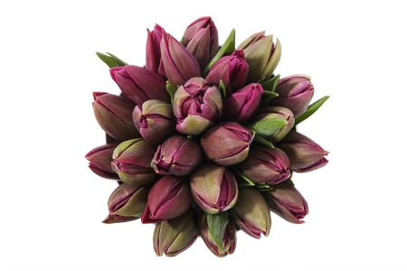 Букет 25 королевских тюльпанов в коробке, пурпурные Букет 25 королевских тюльпанов в коробке, пурпурные