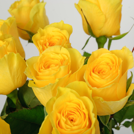 Букет 11 роз Илиос Букет 11 роз Илиос