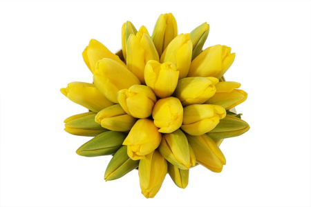 Букет 25 королевских тюльпанов в белой коробке, желтые Букет 25 королевских тюльпанов в белой коробке, желтые