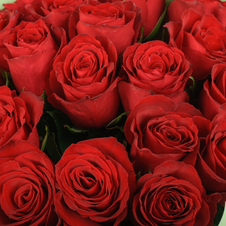Букет из 19 розы Красный цвет страсти Букет из 19 розы Красный цвет страсти