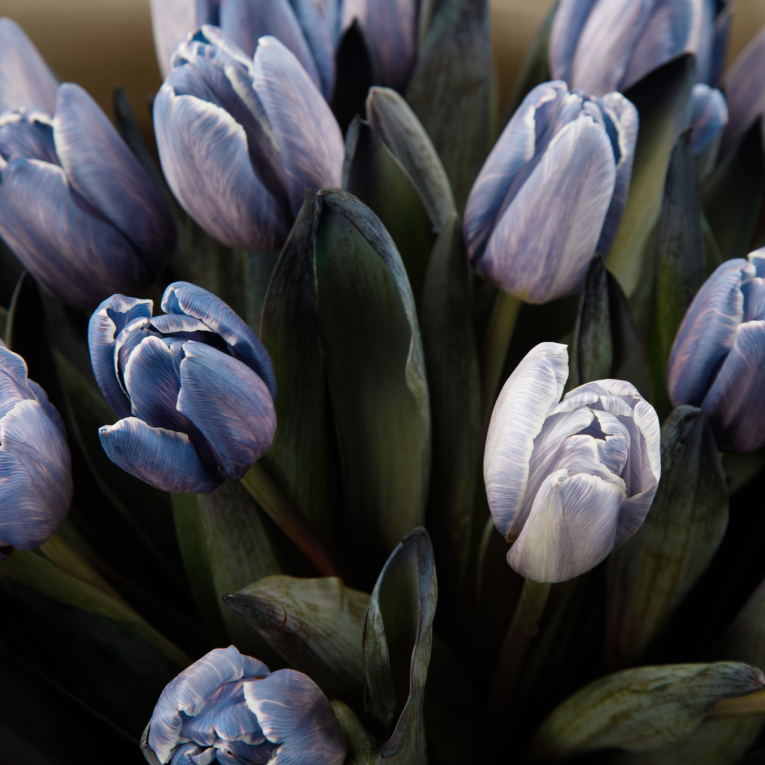 Букет из 21 тюльпана Аметист Букет из 21 тюльпана Аметист