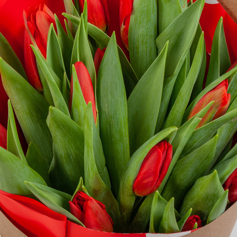 Букет 15 тюльпанов, красные Букет 15 тюльпанов, красные