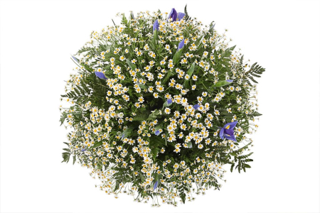 Букет с ромашками Праздник весны Букет с ромашками Праздник весны