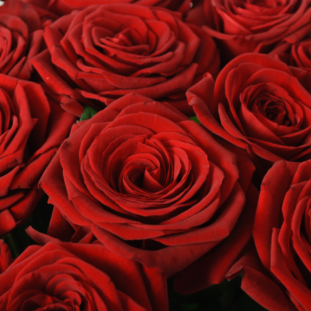 Букет 15 красных роз Ред Наоми (60 см) Букет 15 красных роз Ред Наоми (60 см)
