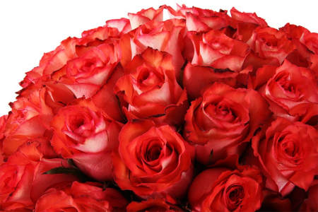 Букет 35 роз Игуана в шляпной коробке Букет 35 роз Игуана в шляпной коробке