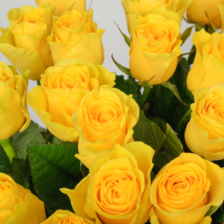 Букет 21 роза Илиос Букет 21 роза Илиос